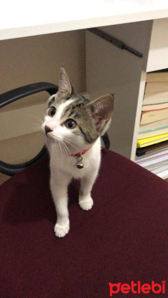 Tekir Kedi, Kedi  Oburlover fotoğrafı