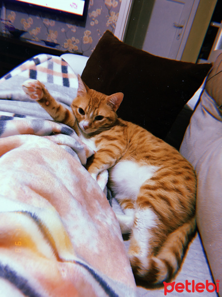 Sarman, Kedi  Mars fotoğrafı