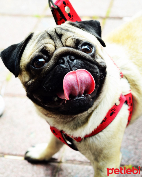 Pug, Köpek  BOBO fotoğrafı