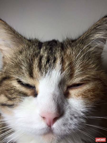 Tekir Kedi, Kedi  Jager fotoğrafı