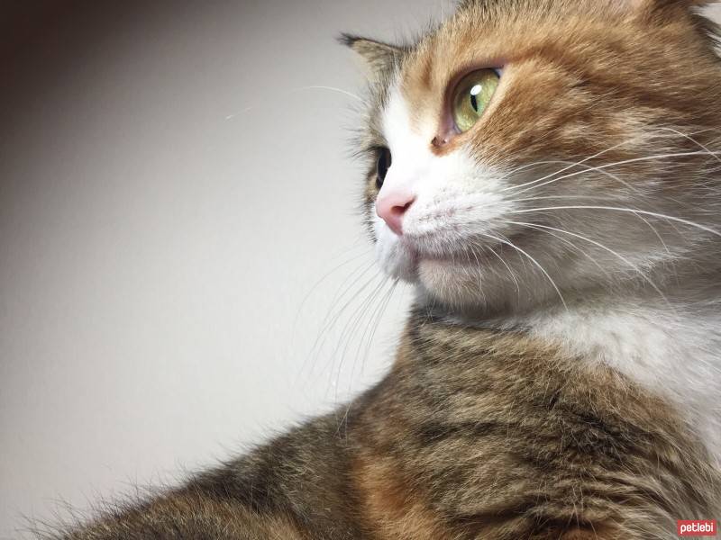 Tekir Kedi, Kedi  Jager fotoğrafı