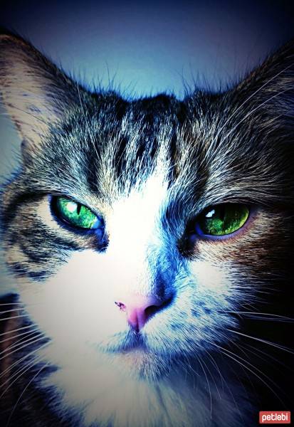 Tekir Kedi, Kedi  Jager fotoğrafı