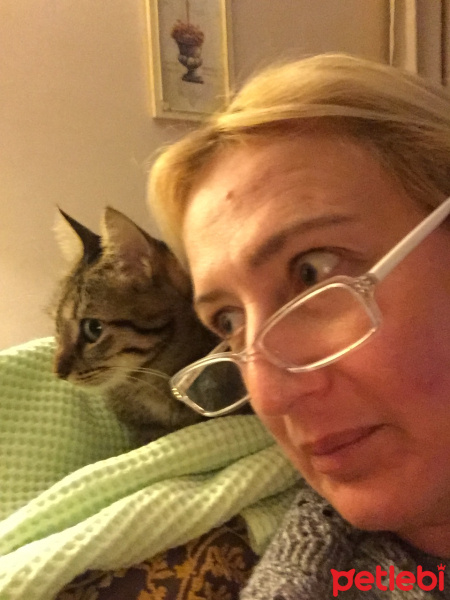 Tekir Kedi, Kedi  Nejla fotoğrafı