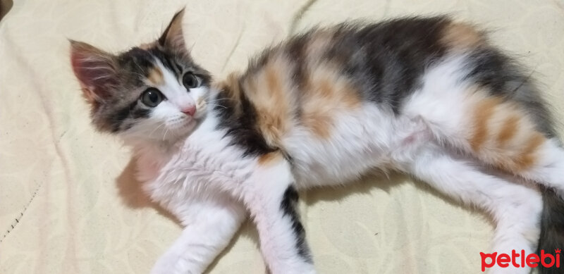 Tekir Kedi, Kedi  FINDIK fotoğrafı