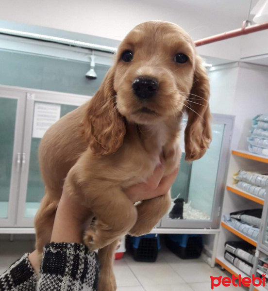 Amerikan Cocker Spaniel, Köpek  tarçın fotoğrafı