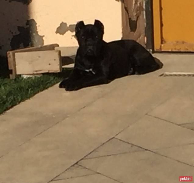 Cane Corso Italiano, Köpek  Margo fotoğrafı