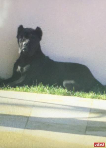 Cane Corso Italiano, Köpek  Margo fotoğrafı