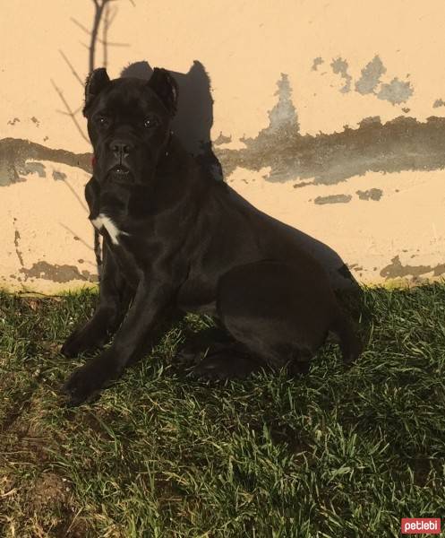 Cane Corso Italiano, Köpek  Margo fotoğrafı