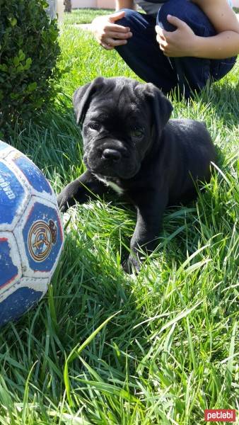 Cane Corso Italiano, Köpek  Margo fotoğrafı