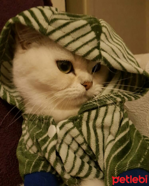 British Shorthair, Kedi  Boncuk fotoğrafı