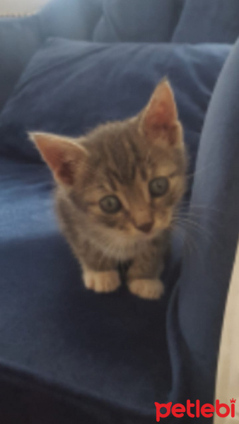 Tekir Kedi, Kedi  minnoş fotoğrafı