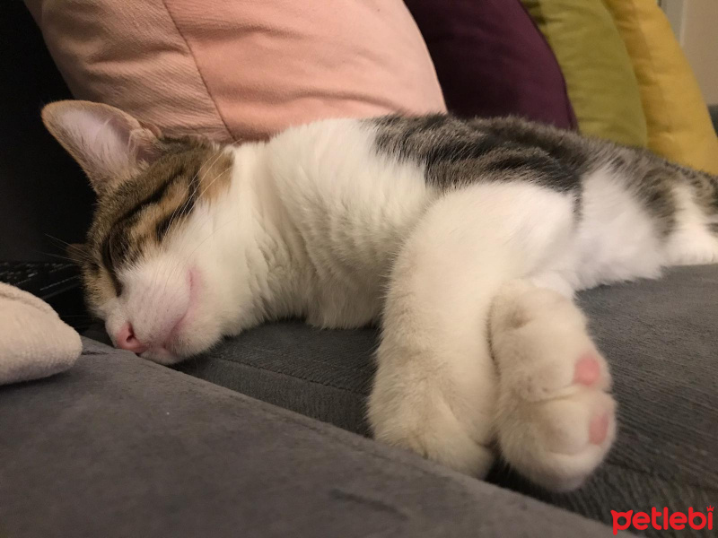 Tekir Kedi, Kedi  Sıpa fotoğrafı