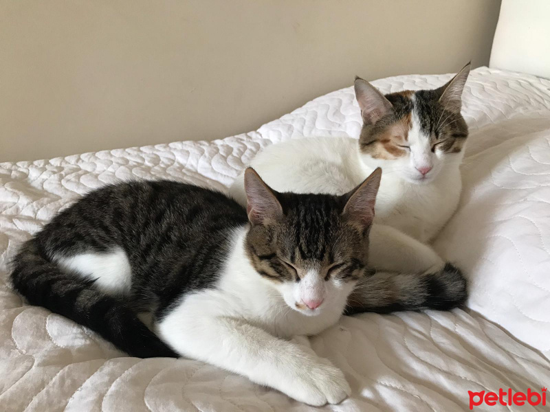 Tekir Kedi, Kedi  Sıpa fotoğrafı