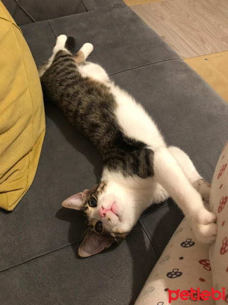 Tekir Kedi, Kedi  Sıpa fotoğrafı