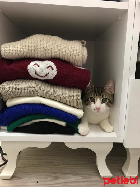 Tekir Kedi, Kedi  Sıpa fotoğrafı