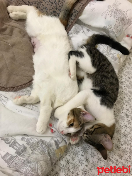 Tekir Kedi, Kedi  Sıpa fotoğrafı