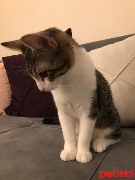Tekir Kedi, Kedi  Sıpa fotoğrafı