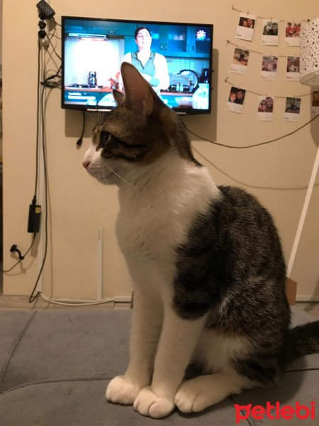 Tekir Kedi, Kedi  Sıpa fotoğrafı