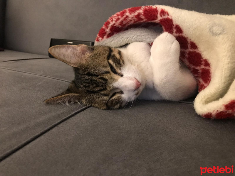 Tekir Kedi, Kedi  Sıpa fotoğrafı