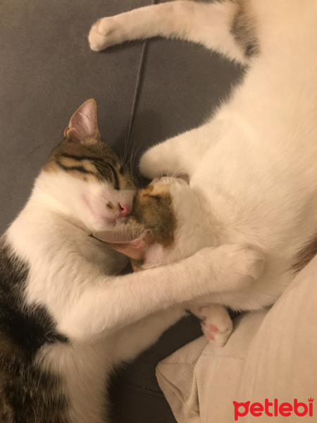 Tekir Kedi, Kedi  Sıpa fotoğrafı