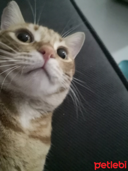 Sarman, Kedi  Sarman fotoğrafı