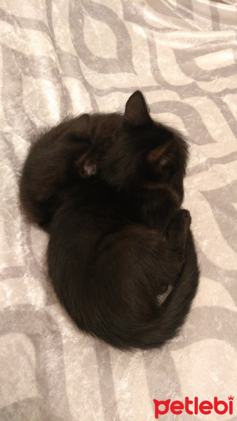 İran Kedisi (Persian), Kedi  jesux fotoğrafı