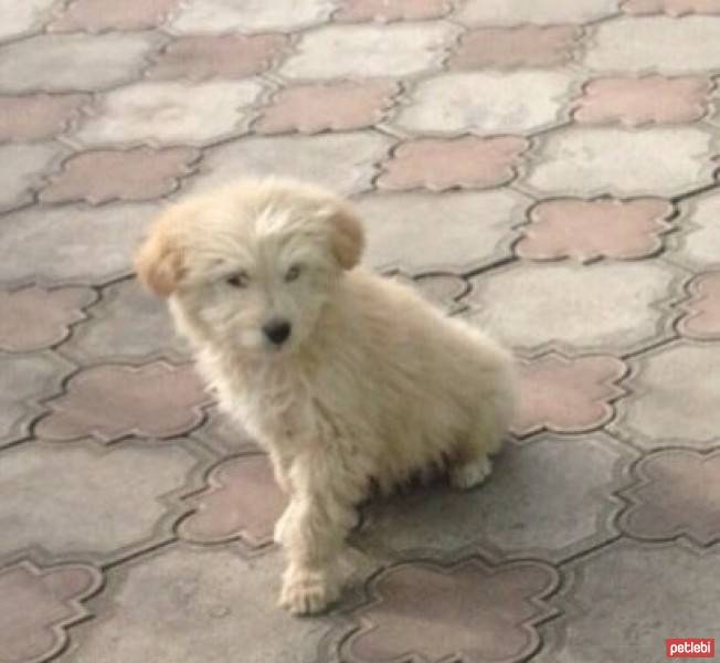 Sokö (Sokak Köpeği), Köpek  Heri fotoğrafı