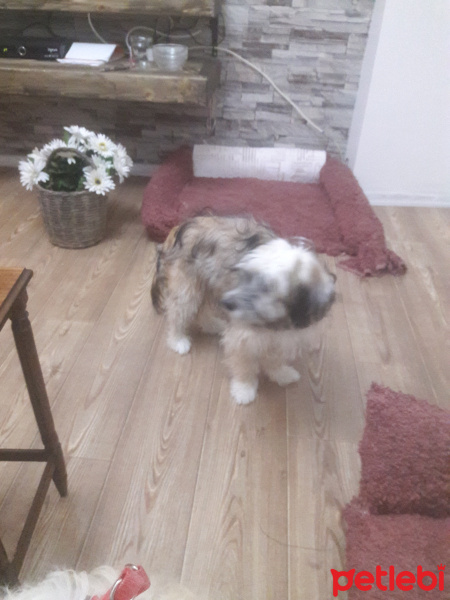 Norfolk Terrier, Köpek  Tarçin fotoğrafı