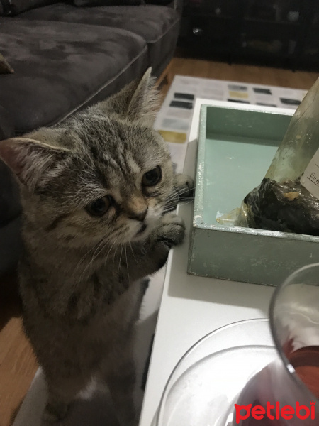 British Shorthair, Kedi  Boncuk fotoğrafı
