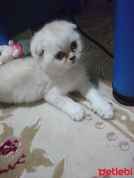 Scottish Fold, Kedi  sneşka fotoğrafı