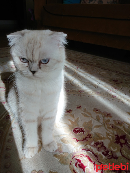 Scottish Fold, Kedi  sneşka fotoğrafı