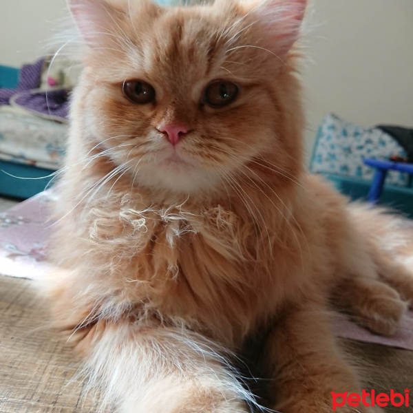 Scottish Fold, Kedi  sneşka fotoğrafı