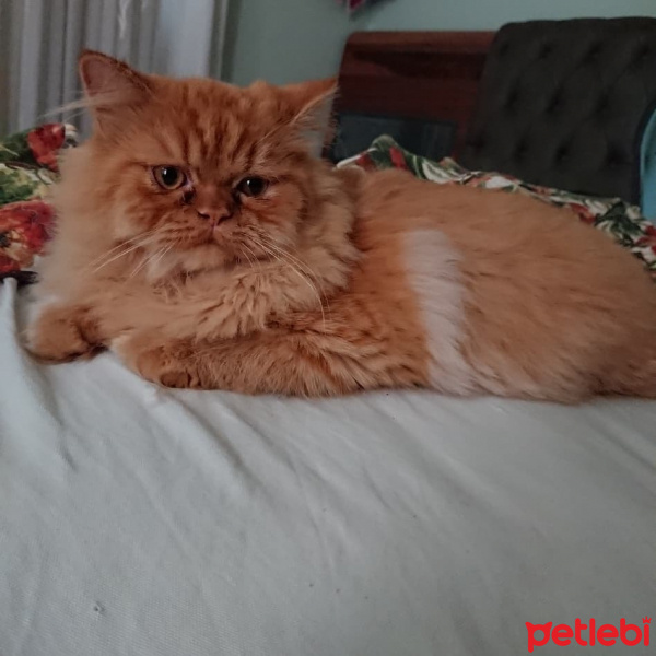 Scottish Fold, Kedi  sneşka fotoğrafı