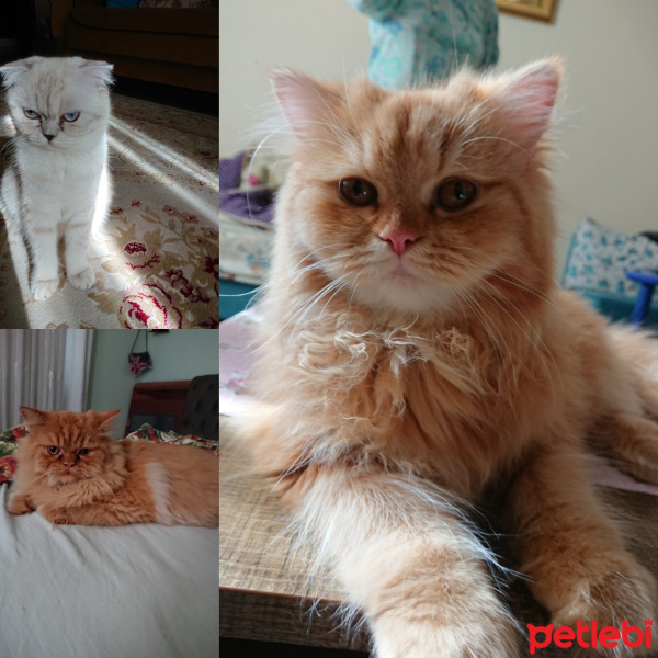 Scottish Fold, Kedi  sneşka fotoğrafı
