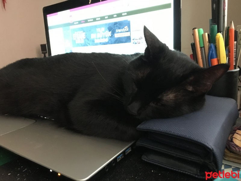 Bombay, Kedi  Ledger fotoğrafı