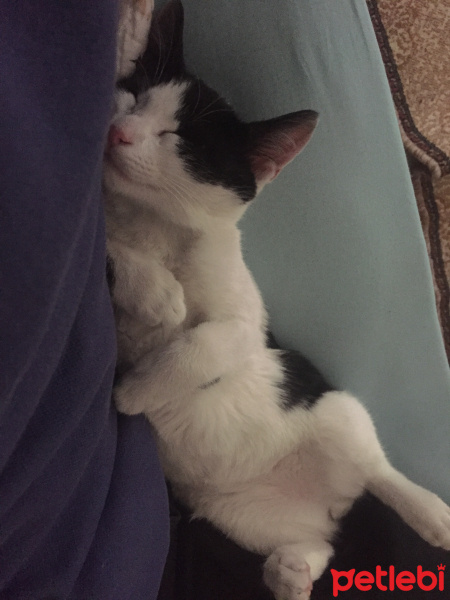 Tekir Kedi, Kedi  Panda fotoğrafı