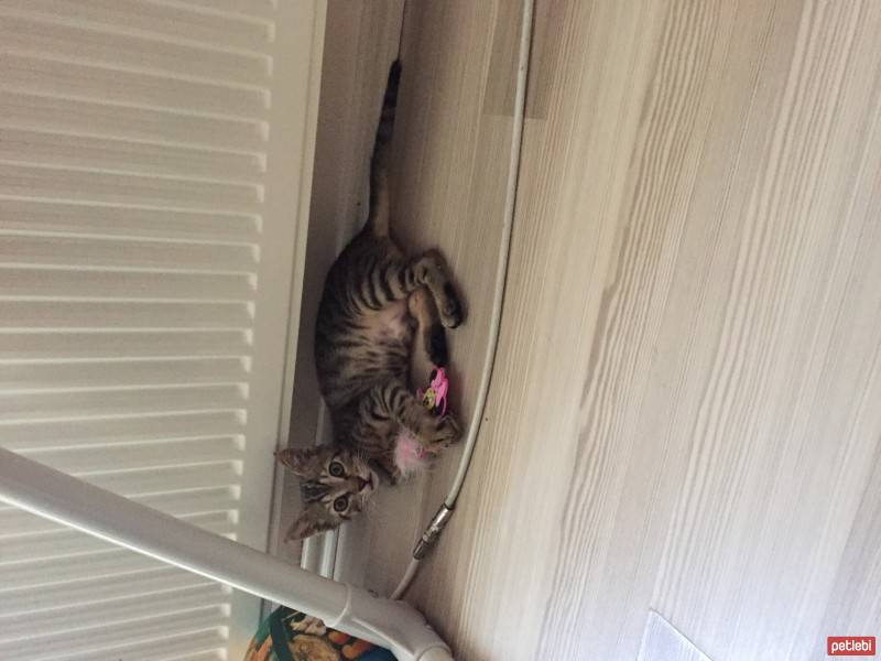 Tekir Kedi, Kedi  Fındık fotoğrafı