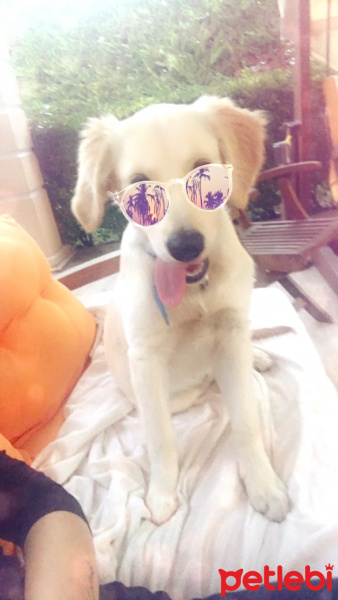 Golden Retriever, Köpek  Çapkın fotoğrafı