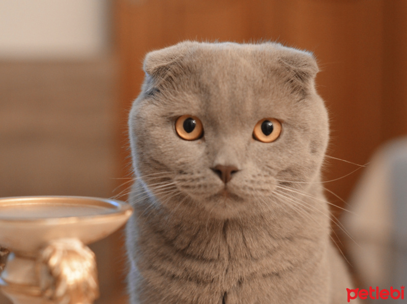 Scottish Fold, Kedi  Berlin fotoğrafı