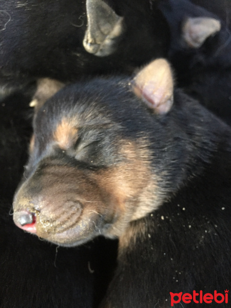 Alman Çoban Köpeği, Köpek  Yok fotoğrafı