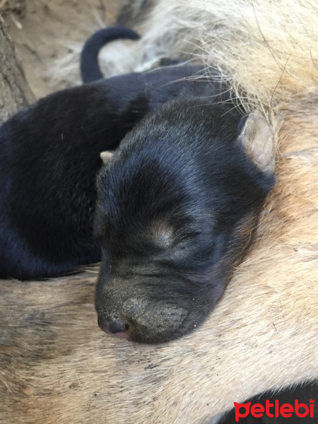 Alman Çoban Köpeği, Köpek  Yok fotoğrafı