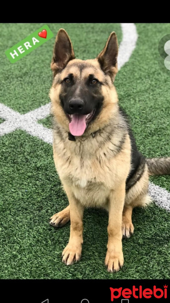 Alman Çoban Köpeği, Köpek  Yok fotoğrafı