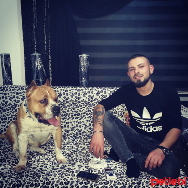 Amerikan Pitbull Terrier, Köpek  Şan fotoğrafı