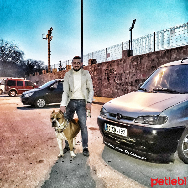 Amerikan Pitbull Terrier, Köpek  Şan fotoğrafı
