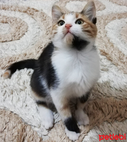 Tekir Kedi, Kedi  Maya fotoğrafı