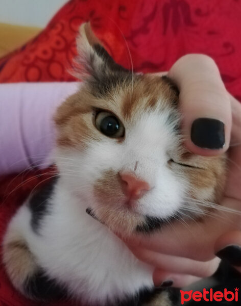 Tekir Kedi, Kedi  Maya fotoğrafı