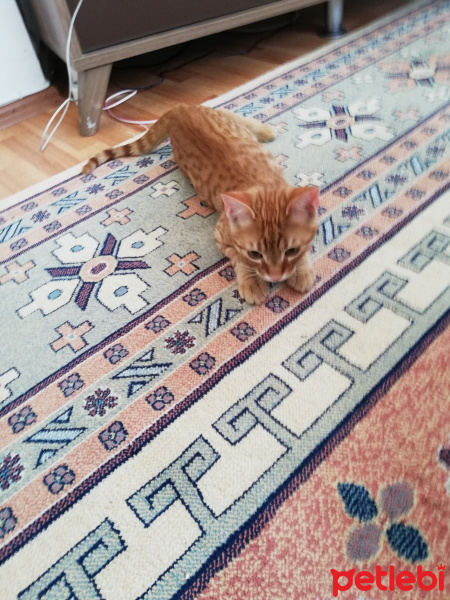 Tekir Kedi, Kedi  Mars fotoğrafı