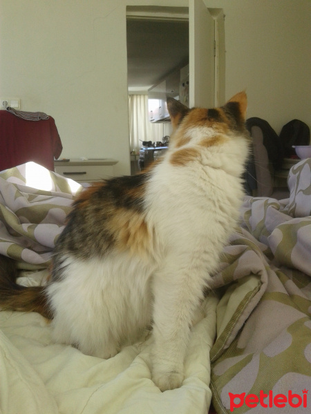 Tekir Kedi, Kedi  Zilli fotoğrafı
