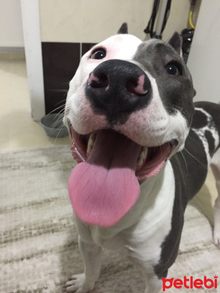 Amerikan Pitbull Terrier, Köpek  Ares fotoğrafı