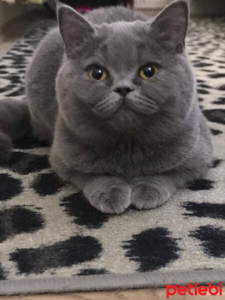 British Shorthair, Kedi  Maria fotoğrafı